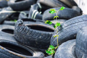 A young green tree makes its way through a bunch of old car tires © BearOK