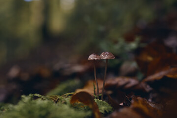 Mushrooms growing in the forest during the fall. Mushrooms in the Irati jungle