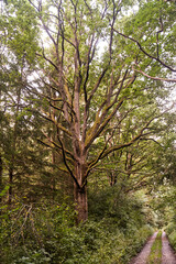 Old tree in the forest. Close up of a tree trunk. High-quality photo