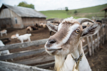 White goat stays in the pen on the farm