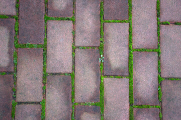 High quality street slabs texture. P.S. Cigarettes and gums are not included! (300dpi, 6000x4000)