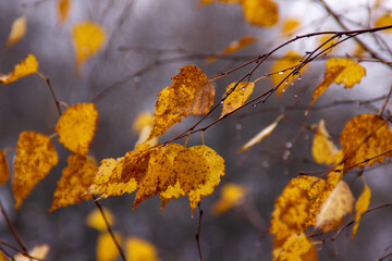 autumn birch leaves