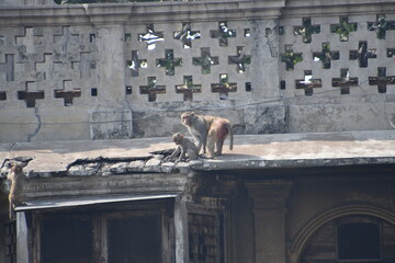 Indie, Delhi, Khajuraho, Waranasi, Panna National Park, ślub © Kryspin