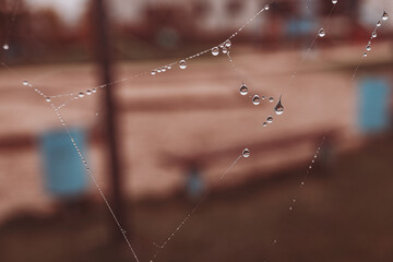  little soft water drops on a spider web on an autumn day close-up outdoors