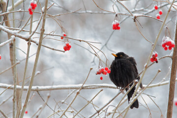 Common blackbird. Bird in winter. Turdus merula