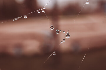  little soft water drops on a spider web on an autumn day close-up outdoors