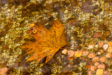 autumn maple leaves in water