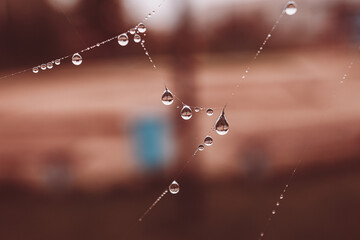  little soft water drops on a spider web on an autumn day close-up outdoors