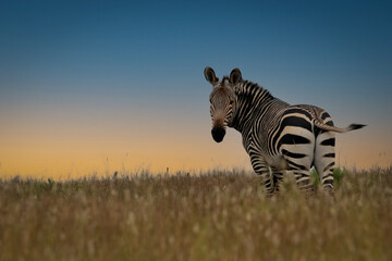 zebra in the wild