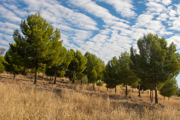 Pino mediterraneo en otoño