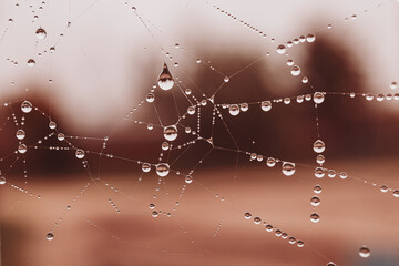  little soft water drops on a spider web on an autumn day close-up outdoors