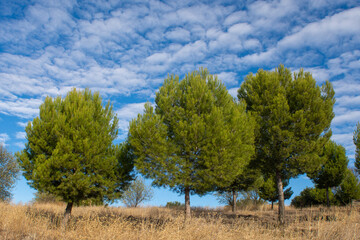 Obraz premium Pino mediterraneo en otoño