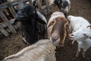 goats and sheep are on the farm outside in the paddock