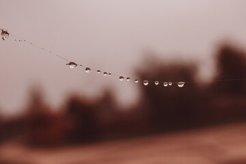  little soft water drops on a spider web on an autumn day close-up outdoors