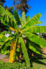 Obraz premium Banana tree growing in a park