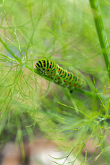 Chenille du papillon machaon