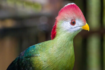 The red-crested turaco (Tauraco erythrolophus) is a turaco, a group of African Otidimorphae birds. It is a frugivorous bird endemic to western Angola. 