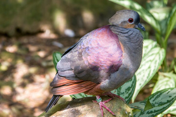 a Crested quail-dove stands on the branch. 
It is a species of bird in the family Columbidae. It is...