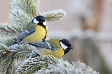 Obraz na płótnie Canvas Great tit. Couple of birds in winter. Parus major.