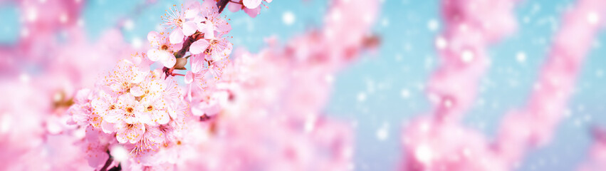 Banner spring background blossoming tree branches in spring