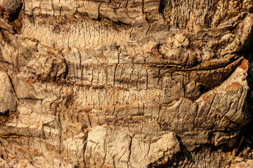 Palm tree bark texture for background