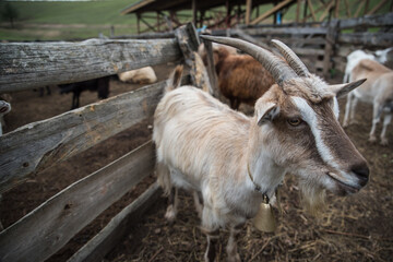 goats and sheep are on the farm outside in the paddock