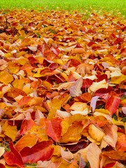 Autumn fall leaves background
