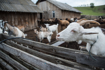 goats and sheep are on the farm outside in the paddock