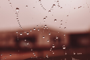  little soft water drops on a spider web on an autumn day close-up outdoors