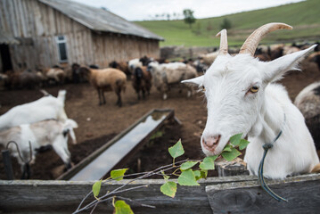 goats and sheep are on the farm outside in the paddock