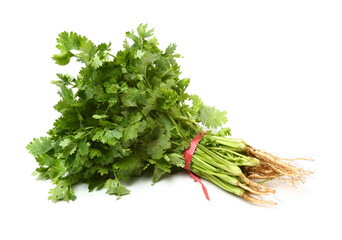 Coriander on white background