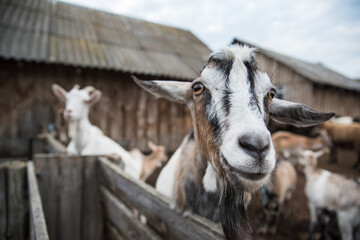 goats and sheep are on the farm outside in the paddock