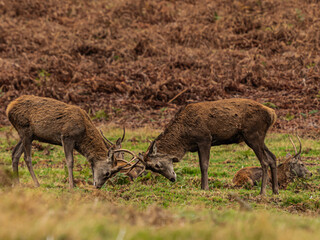 UK - Leicestershire - Bradgate Park