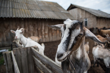 goats and sheep are on the farm outside in the paddock