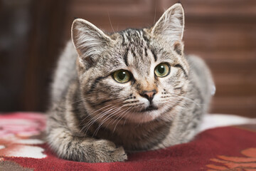 Cute tabby cat with playful eyes expression