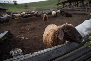 goats and sheep are on the farm outside in the paddock
