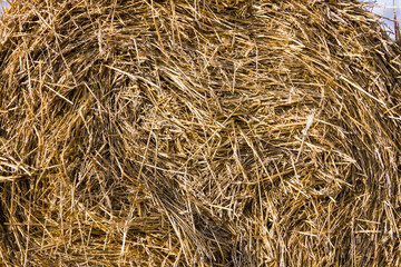 Haystack on a roll close up. Haystacks after harvest. Copy space. Background. Agricultire texture. To look for a needle in a haystack