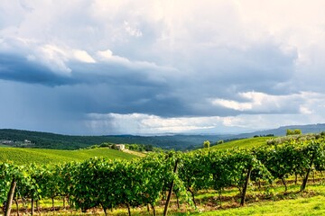 Fototapeta na wymiar Tuscany Vineyard Field with Overcast Summer Sky