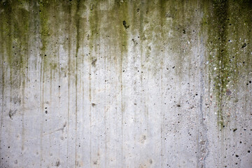 High quality street wall with a moss texture. (300dpi, 6000x4000)