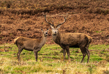 UK - Leicestershire - Bradgate Park