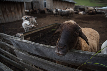 goats and sheep are on the farm outside in the paddock