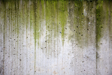 High quality street wall with a moss texture. (300dpi, 6000x4000)