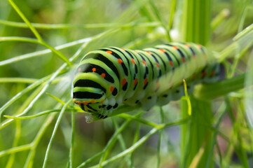 Chenille du papillon machaon