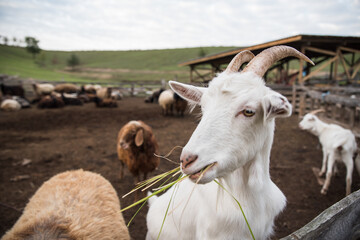 goats and sheep are on the farm outside in the paddock