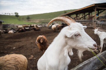 goats and sheep are on the farm outside in the paddock