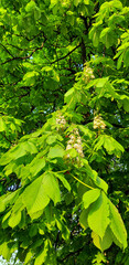 green leaves background