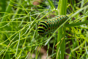 Chenille du papillon machaon