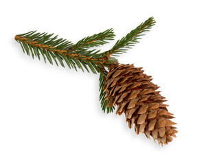Natural spruce cone on green branch isolated on white.