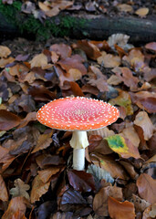 Fly agaric growing from the forest floor in autumn