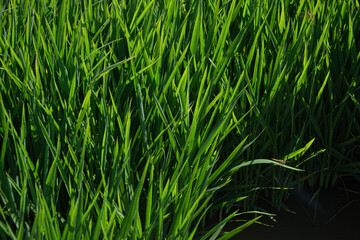 Rice, rice plant in the light of the sun.